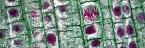 Menschliche Zellen unterm Mikroskop