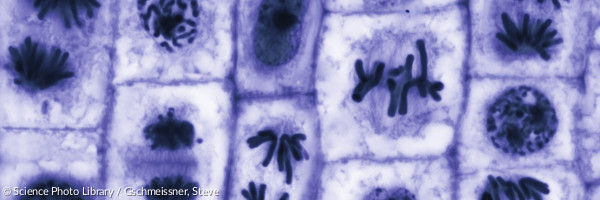 Mitosis unterm Mikroskop