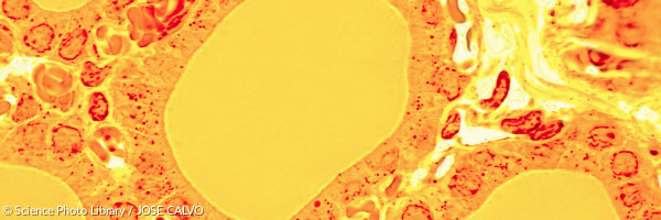 Thyroid gland follicles, light micrograph